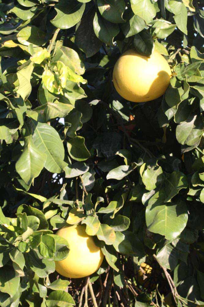              Sun leaves (Riverside, CA)       